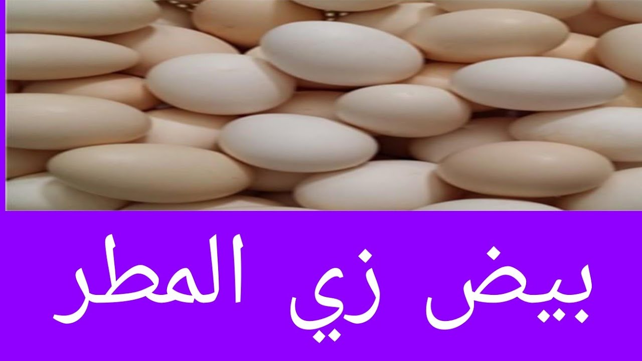نبات هيخلي فراخك تمطر بيص