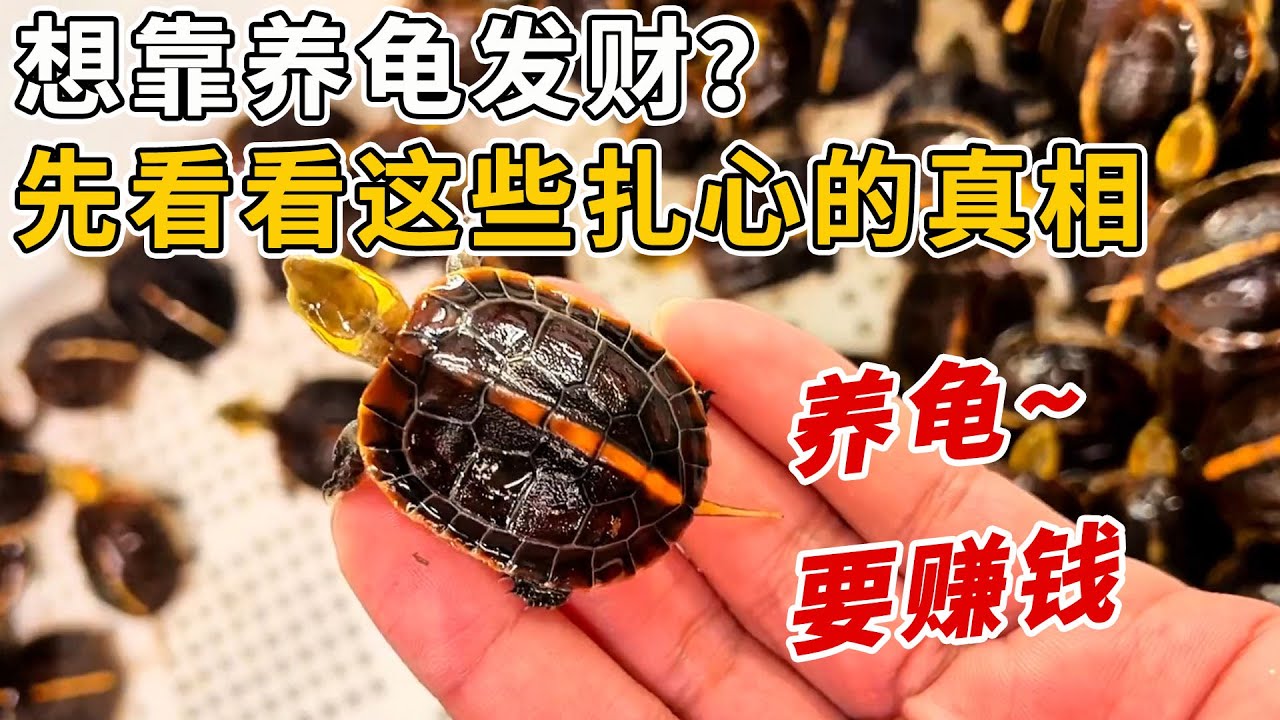 想靠養龜發財？先看看這些紮心的真相吧！養龜賺錢沒你想的那麼簡單