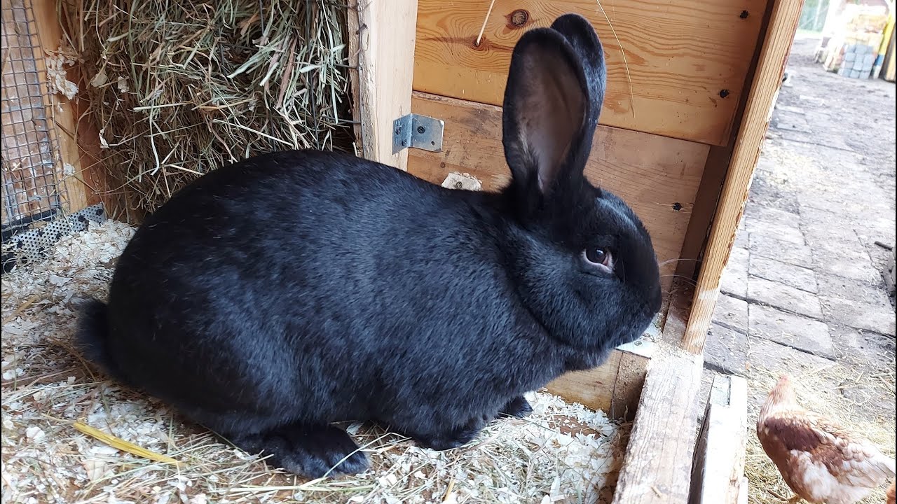 ОСМОТР ГНЕЗДА КРОЛЬЧИХИ🐰КРОЛИКИ 🐇🐇МОЯ ДАЧА⛪ГЕРМАНИЯ