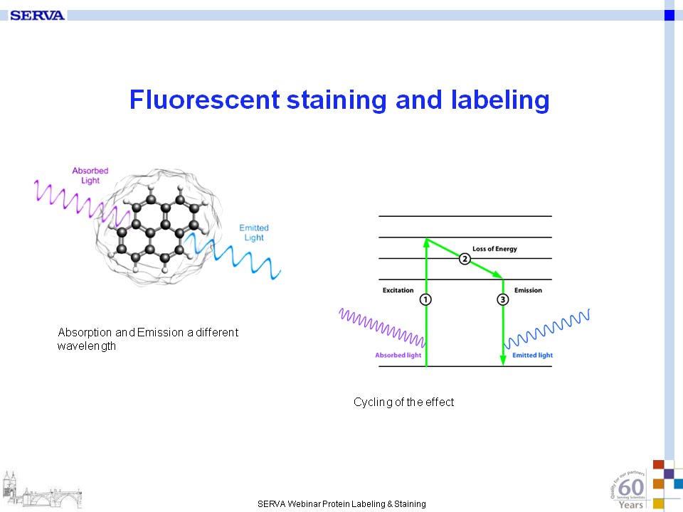 SERVA Webinar: Protein Labelling and Staining using Fluorescent Dyes (English)