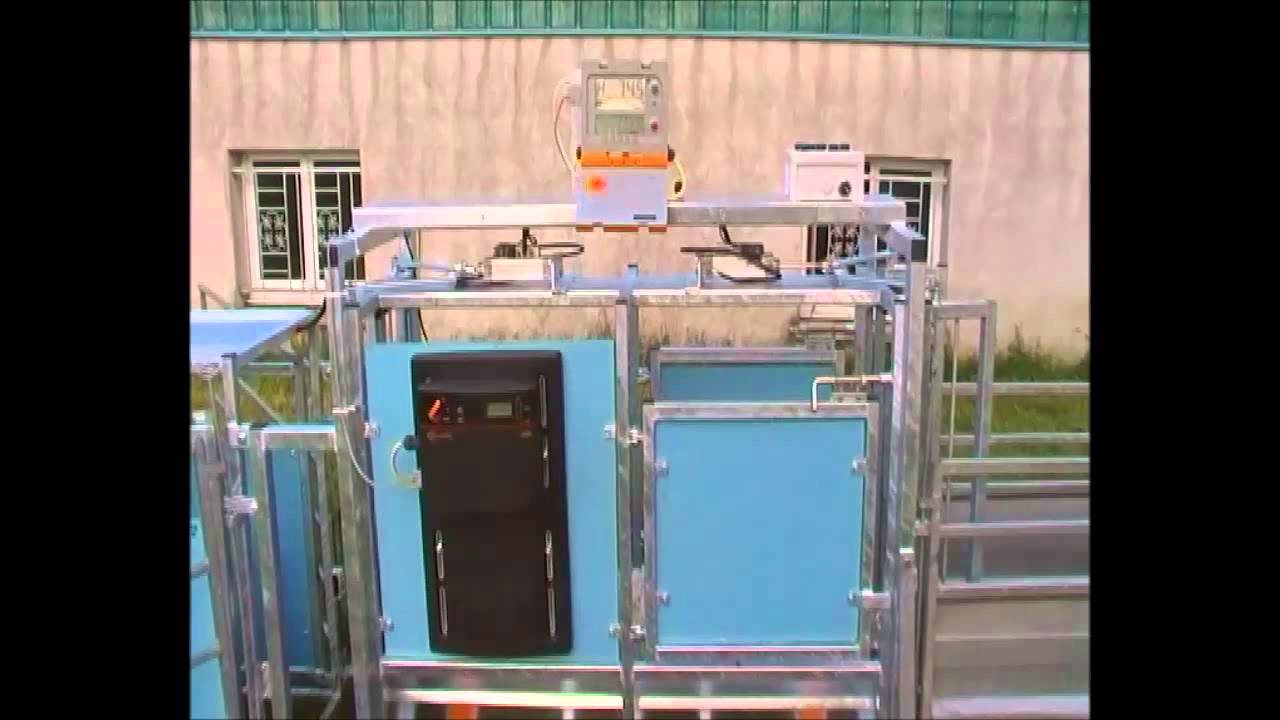 Cage pesée, identification et triage pour Ovins