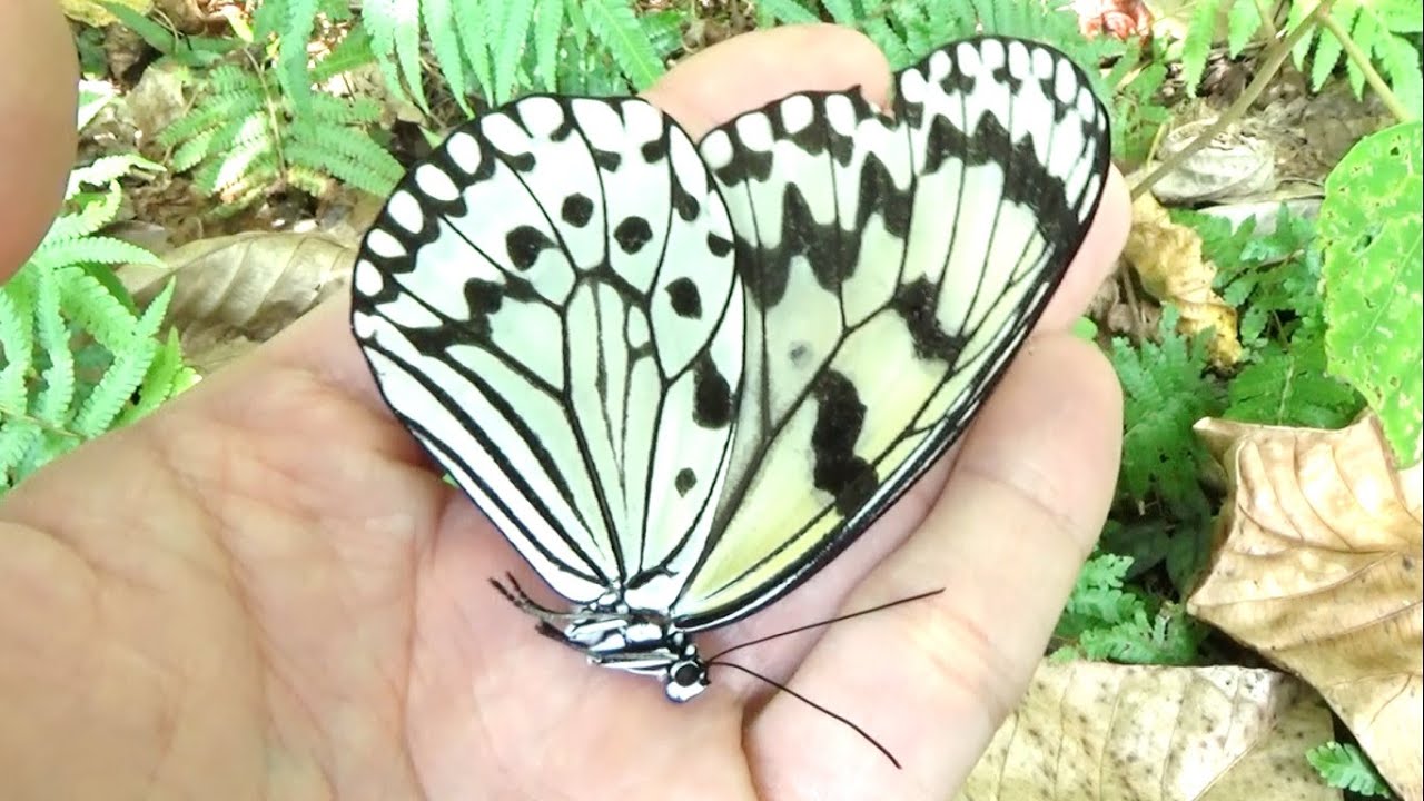 体内に毒を持つオオゴマダラをなめてみた結果…