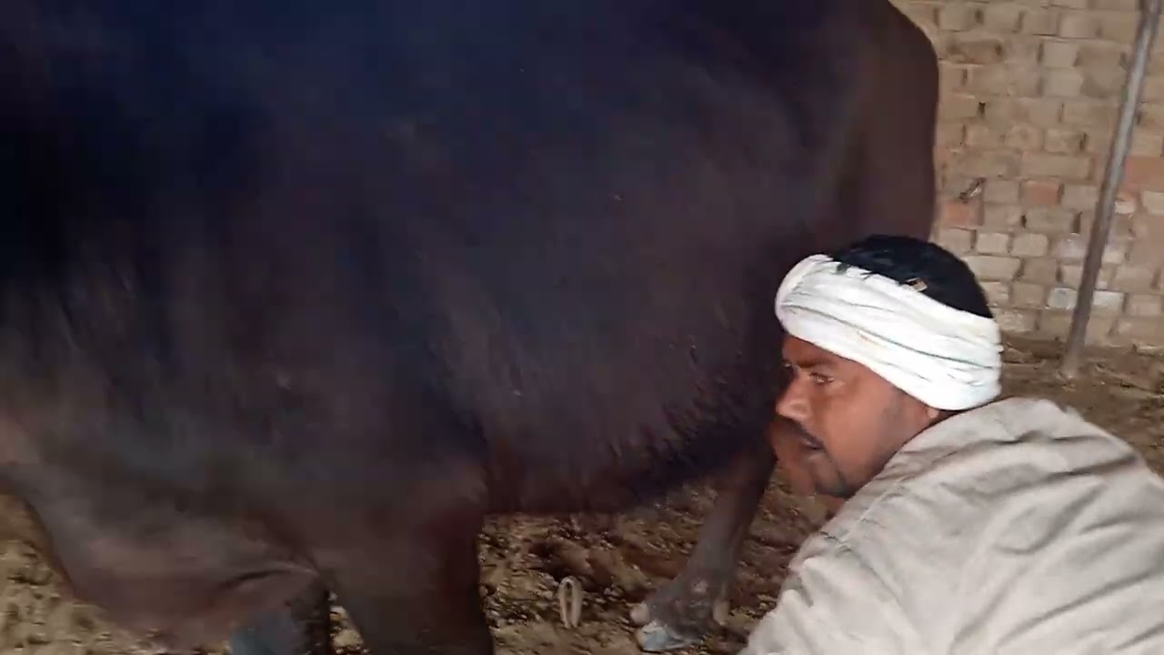 रावतसर पशु डेरी💥💥#viralvideo #animalfarming 