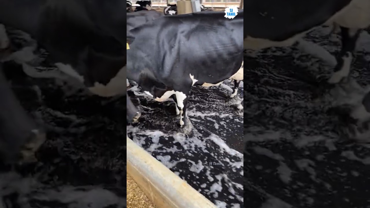 Cattle farm cleaning | SJ Tamil  #sjtamil #facts #tamil #shorts