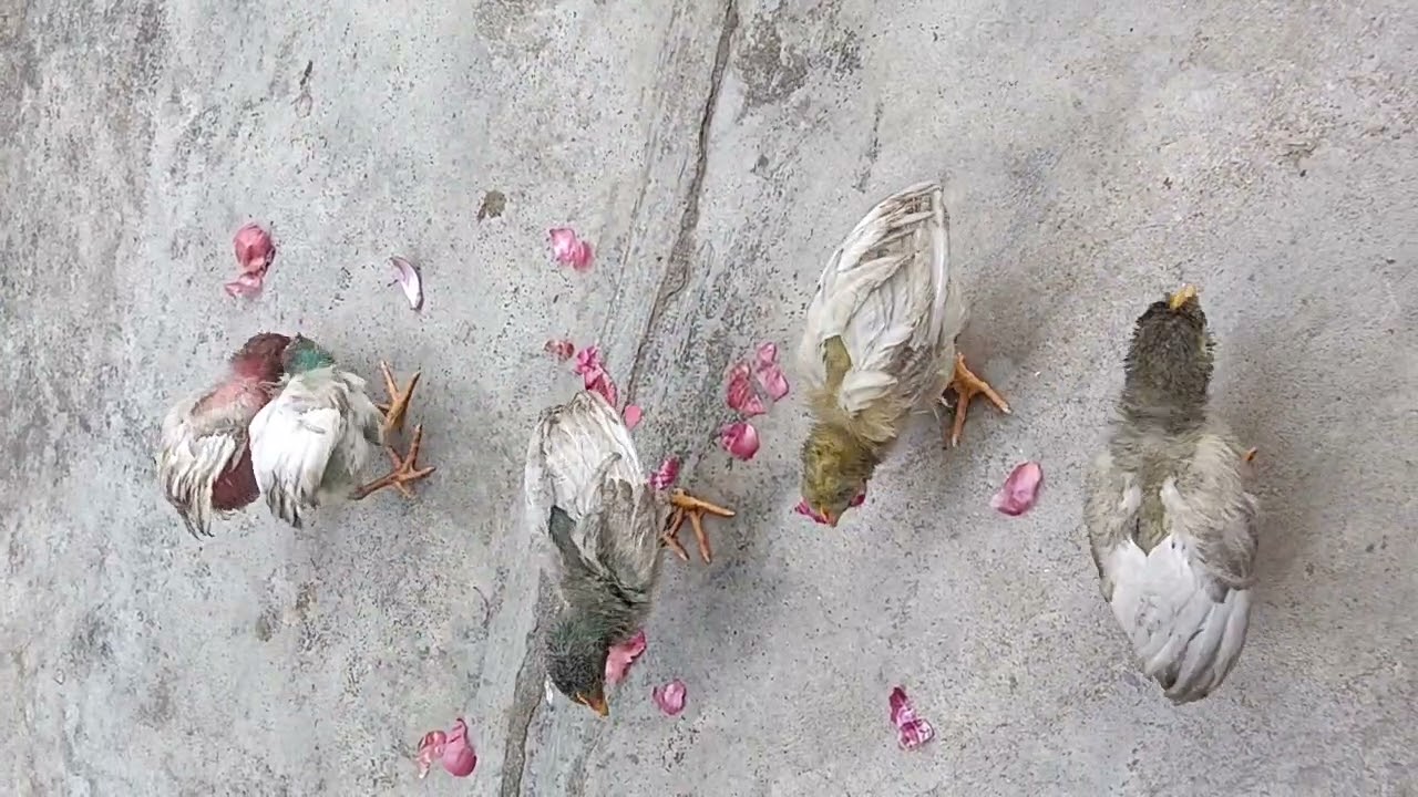 రంగు కోడి పిల్లలు/colour chicks 🐤🐥🐣