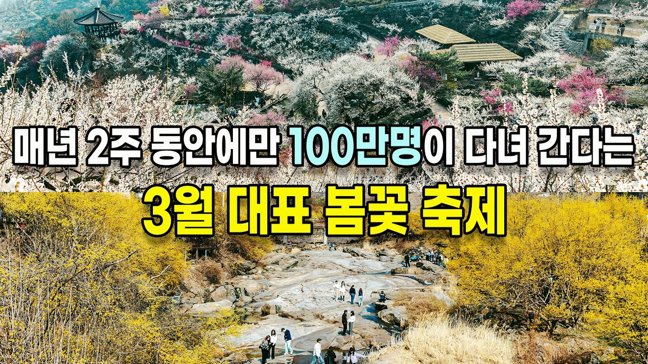 3월에 열리는 국내 최대규모 봄꽃 축제인 광양매화축제와 구례 산수유축제 현장을 직접 다녀왔습니다.