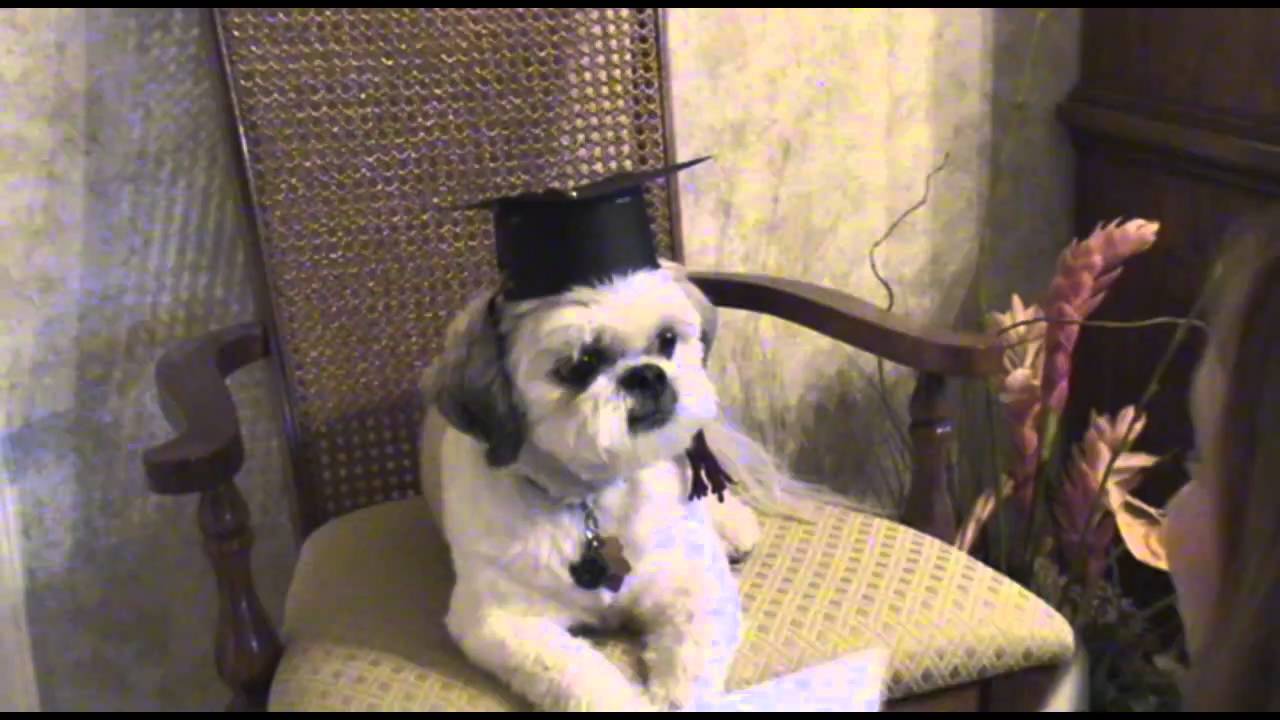 Sonny the Wonder Dog learns Physics
