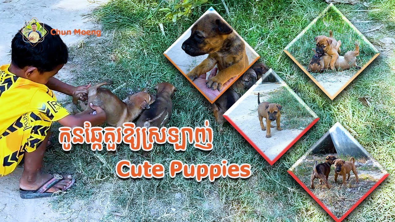 Cute Puppies