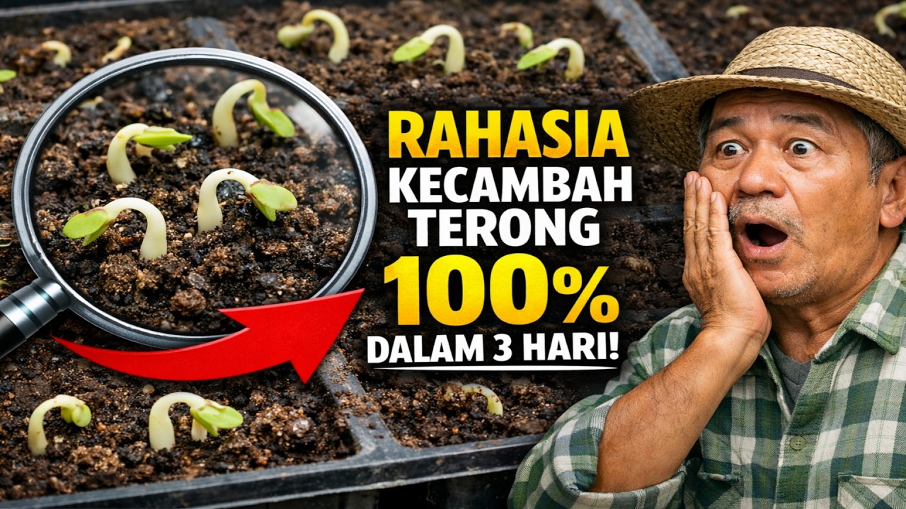 TERBONGKAR! Rahasia Kecambah Terong 100% dalam 3 Hari, Metode Ini Bikin Tetangga Iri!