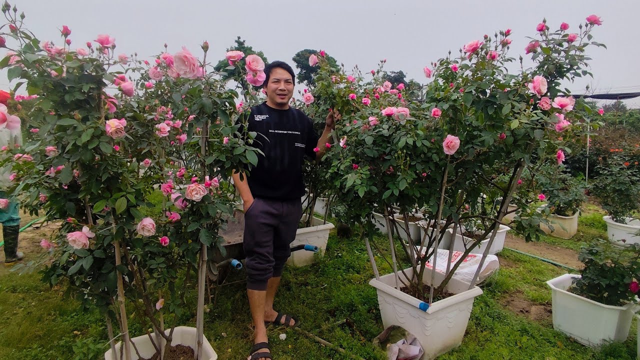 NGÀY 3/2 EM HẢO CHIA SẺ HOA HỒNG ĐẸP CHƠI TẾT ZALO : 0964.001.784