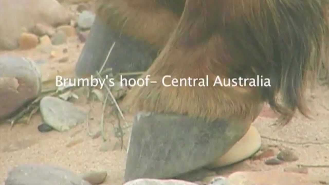 Barefoot Horse Brumby Foot, Wild Horse hoof- Natural Hoof Care