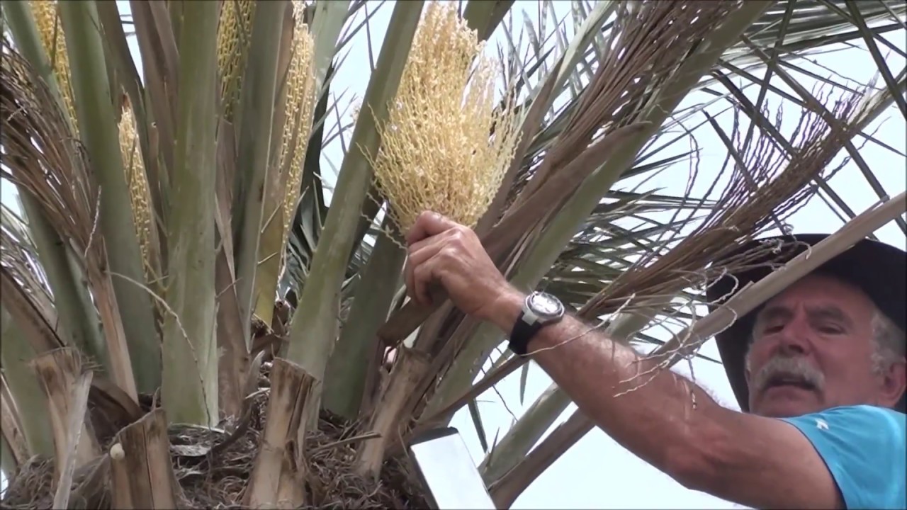 הפריית עץ תמר