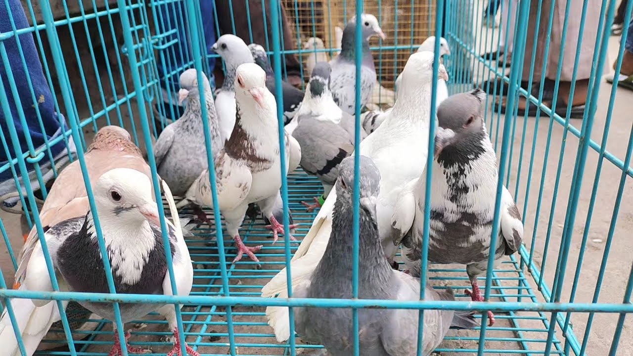 Welcome chowk kabutar market Delhi pigeon market fancy kabootar gole madrasi kabli #kabutarmarket