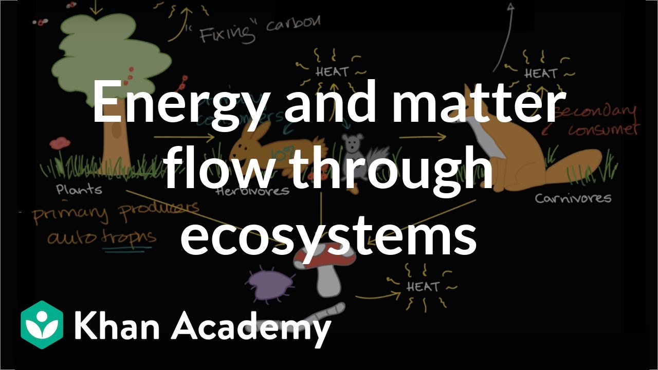 Flow of energy and matter through ecosystems | High school biology | Khan Academy