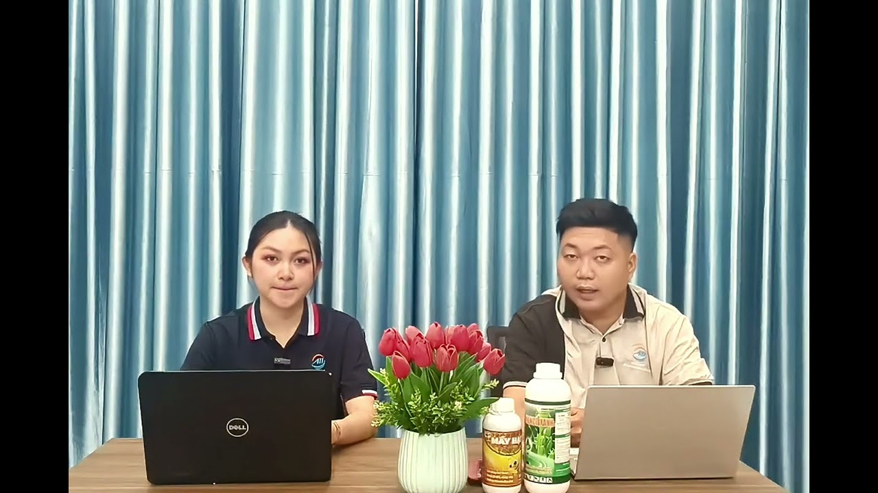 GIẢI PHÁP XỬ LÝ VÀNG LÁ CHÍN SƠM TRÊN LÚA