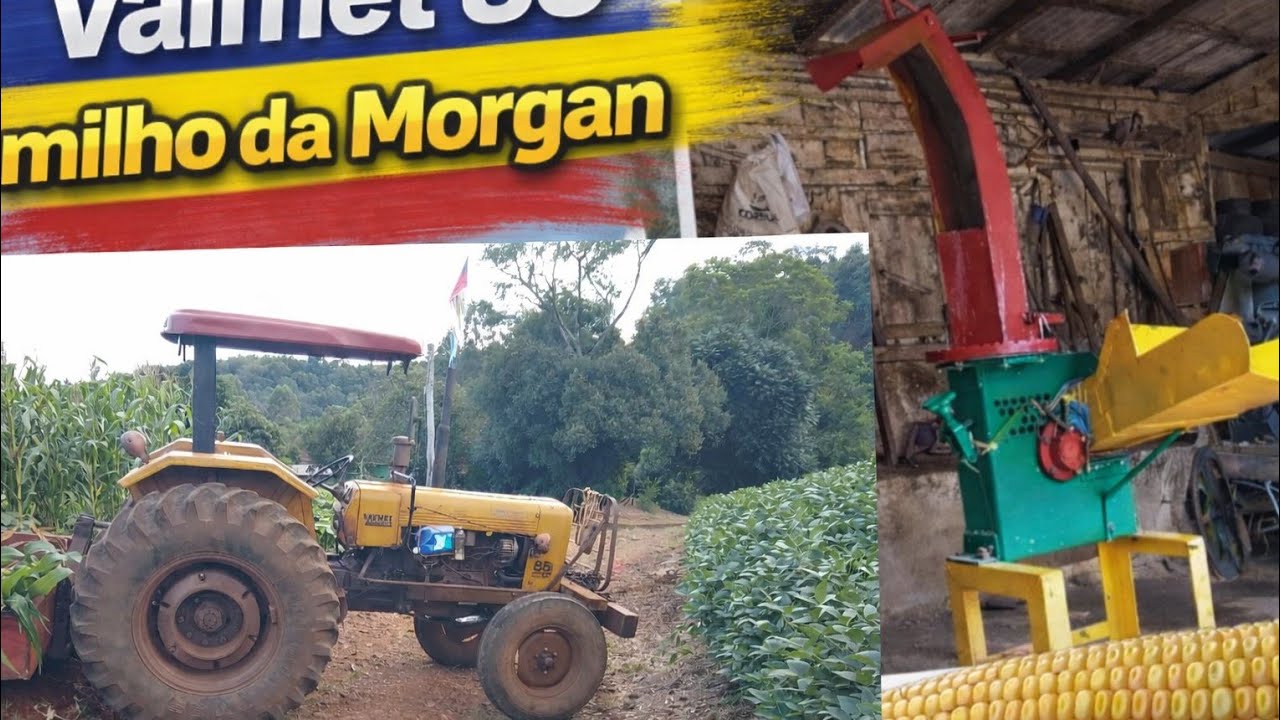 Moendo milho com a forrageira da JF e o motor Agrale m90