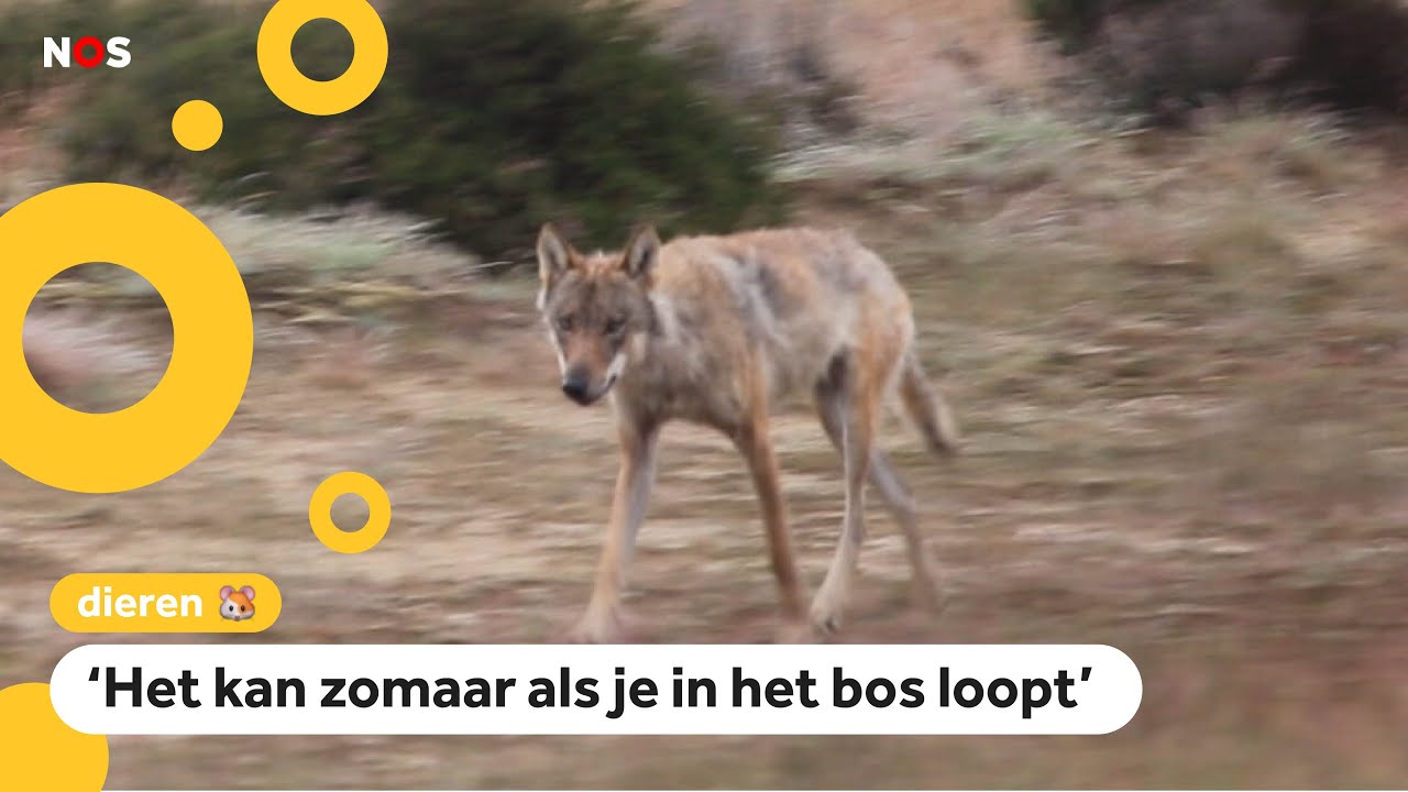 Steeds meer wolven gespot in Nederland