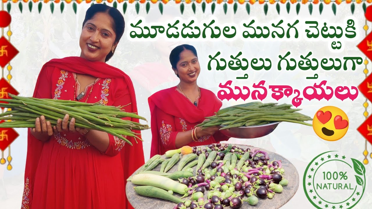 కట్టలు కట్టలు మునక్కాయలు || Amazing Drumstick Harvest in small Terrace Garden 