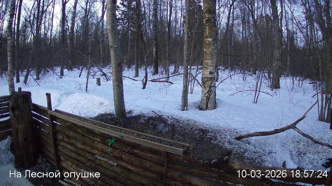 ЗИМА в ЛЕСУ. Погода онлайн #birdsoundsrelaxing #ЗвукиЛеса #Релакс