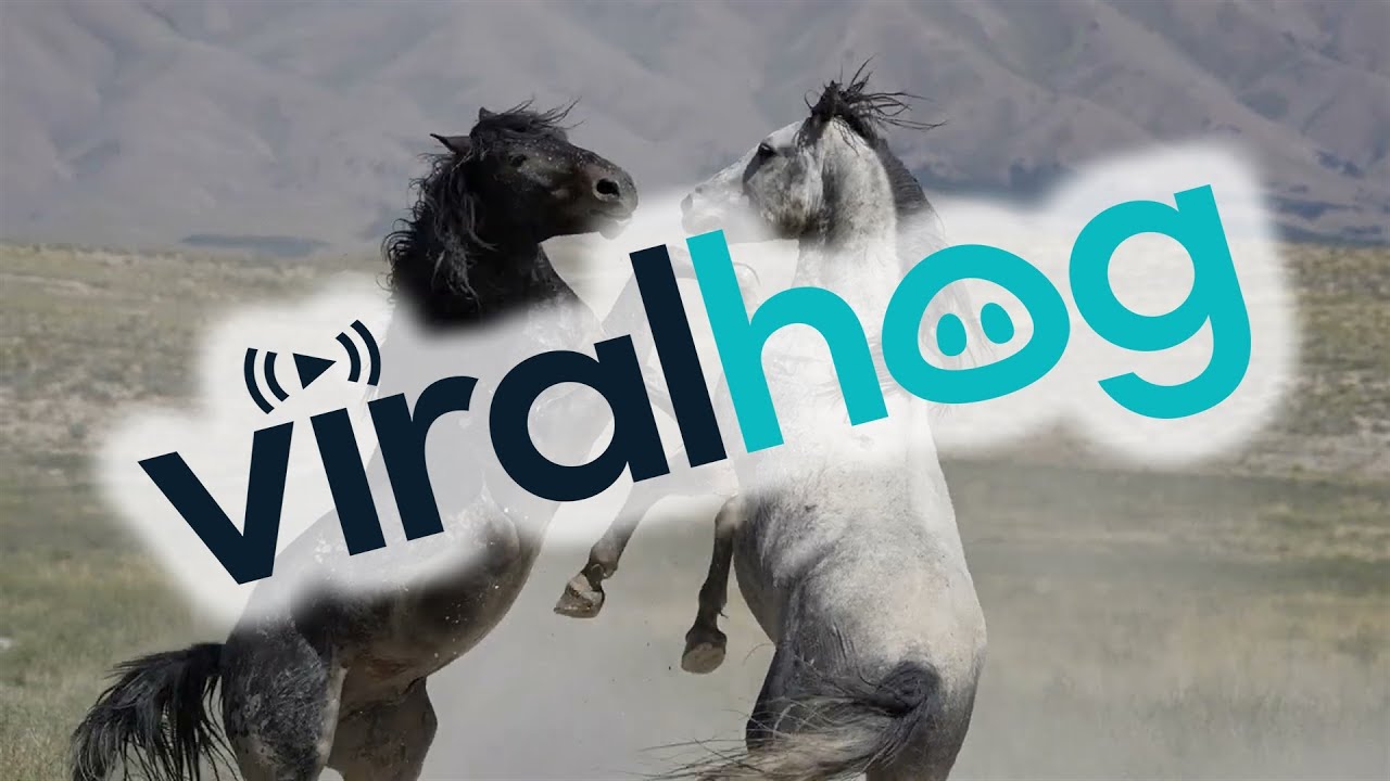Wild Horses Duke It Out in Utah's West Desert || ViralHog