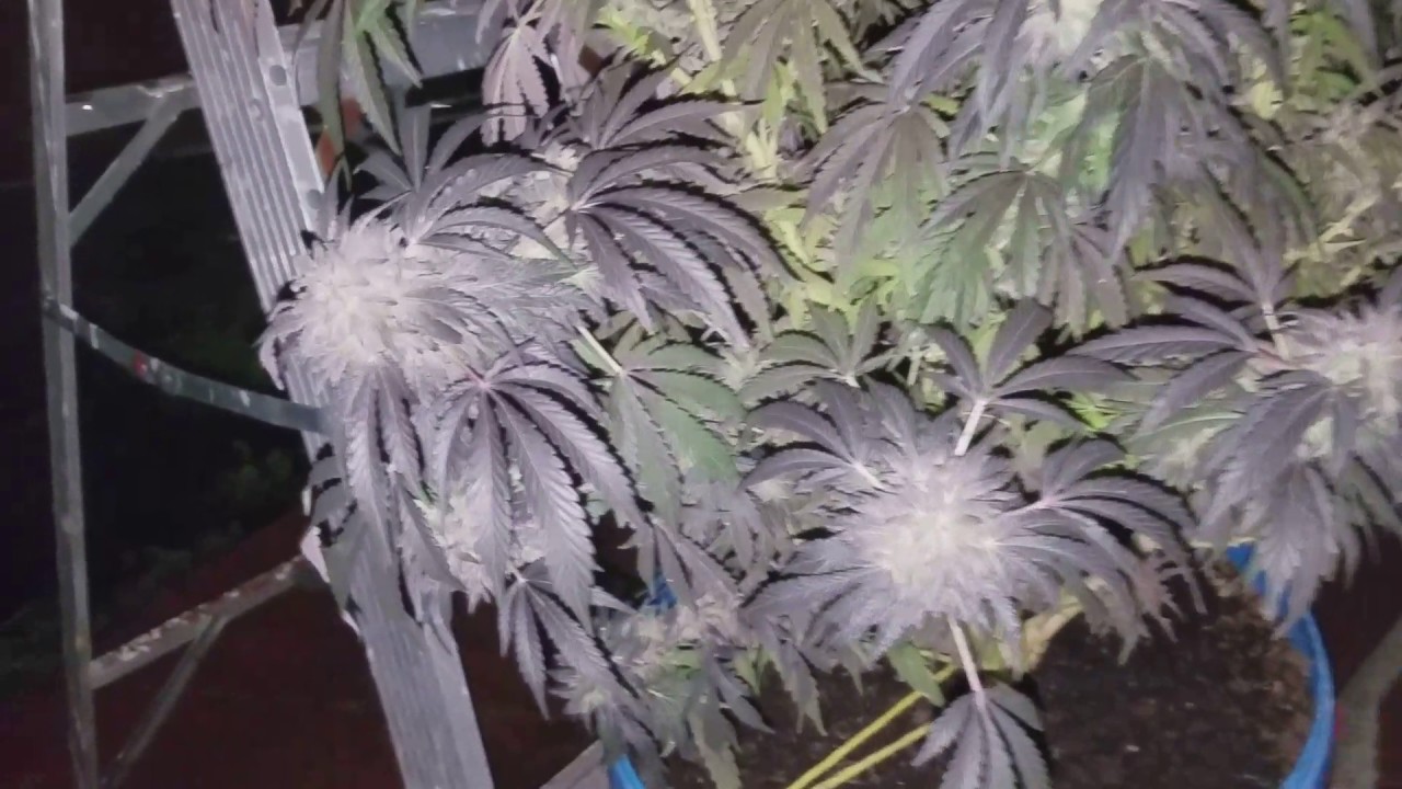 Purple OG