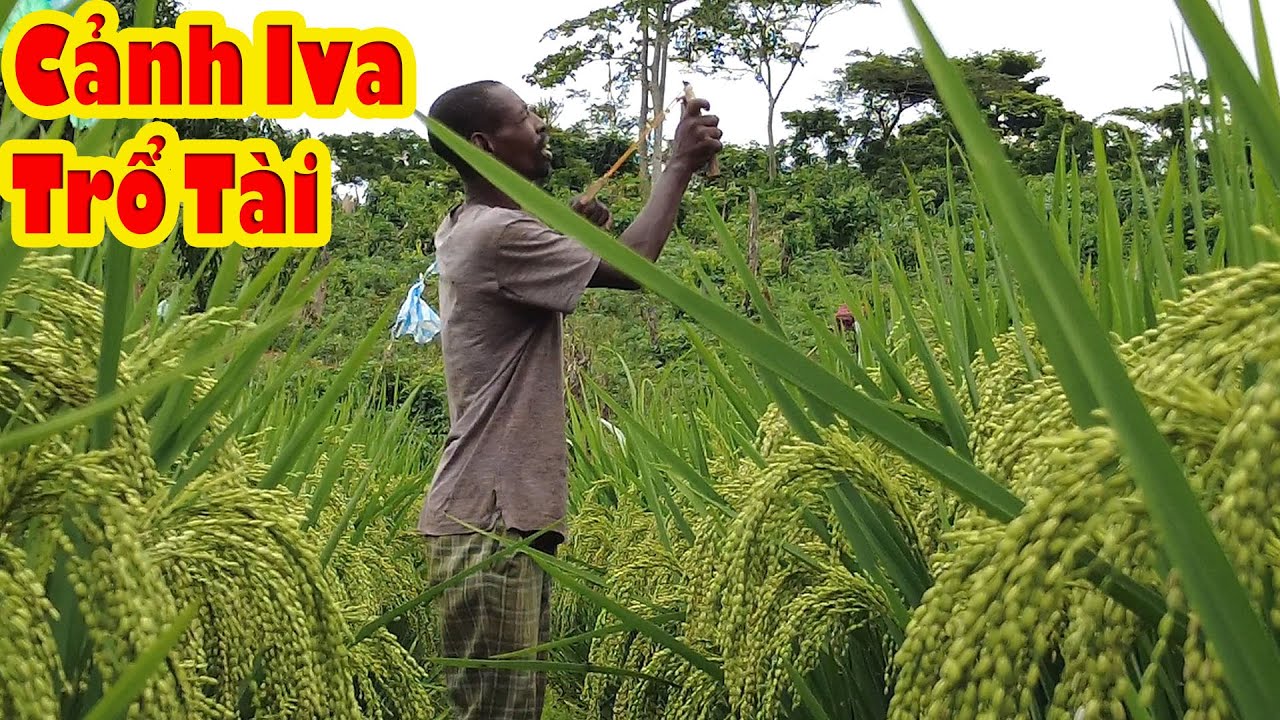 Bất ngờ với tuyệt chiêu đuổi chim thần thánh của Iva để bảo vệ lúa || Tony Phong cuộc sống Châu Phi