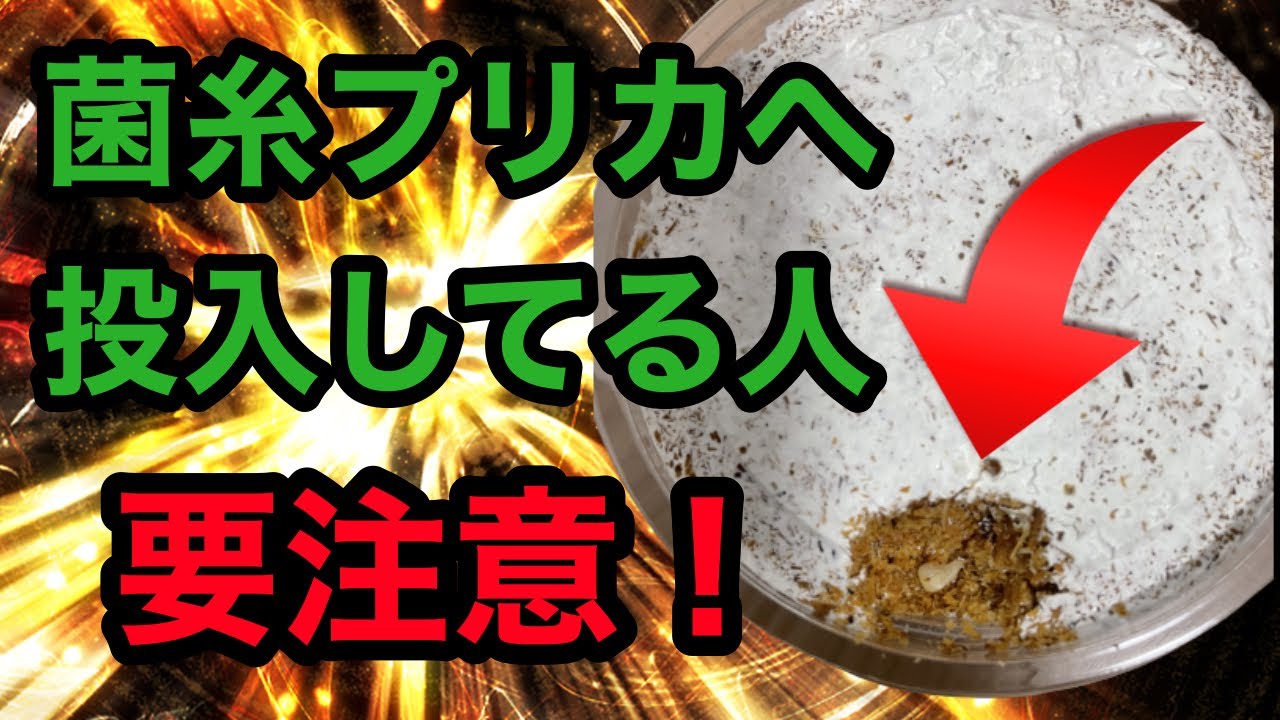 【オオクワガタ 幼虫】ド•初令幼虫の取り扱い方(動画の最後におまけコーナーあり)