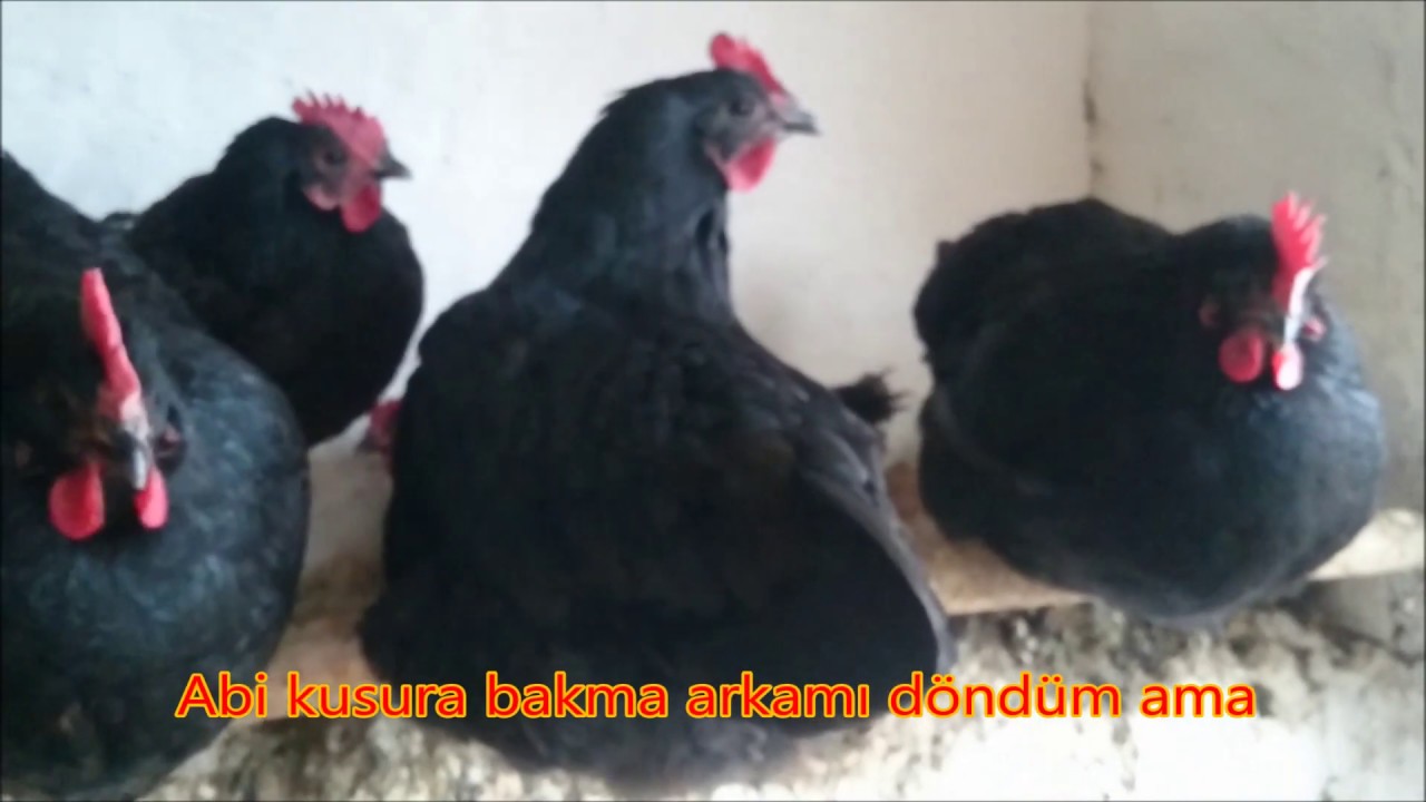Australorp Kümesimizden Doğal Görüntüler 🤗🎶🐓