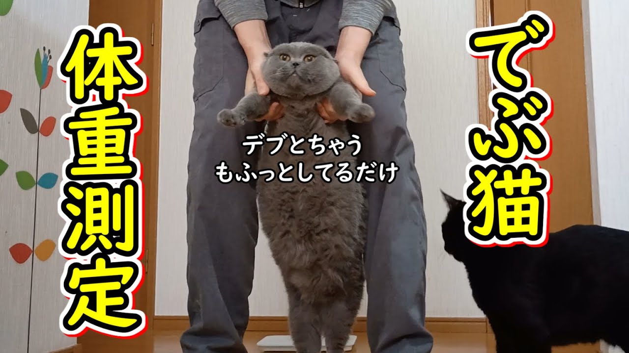 【保護猫】デブ猫の体重測定！人とネコで合わせて驚異の８９ｋｇ！？【ブリティッシュショートヘア】