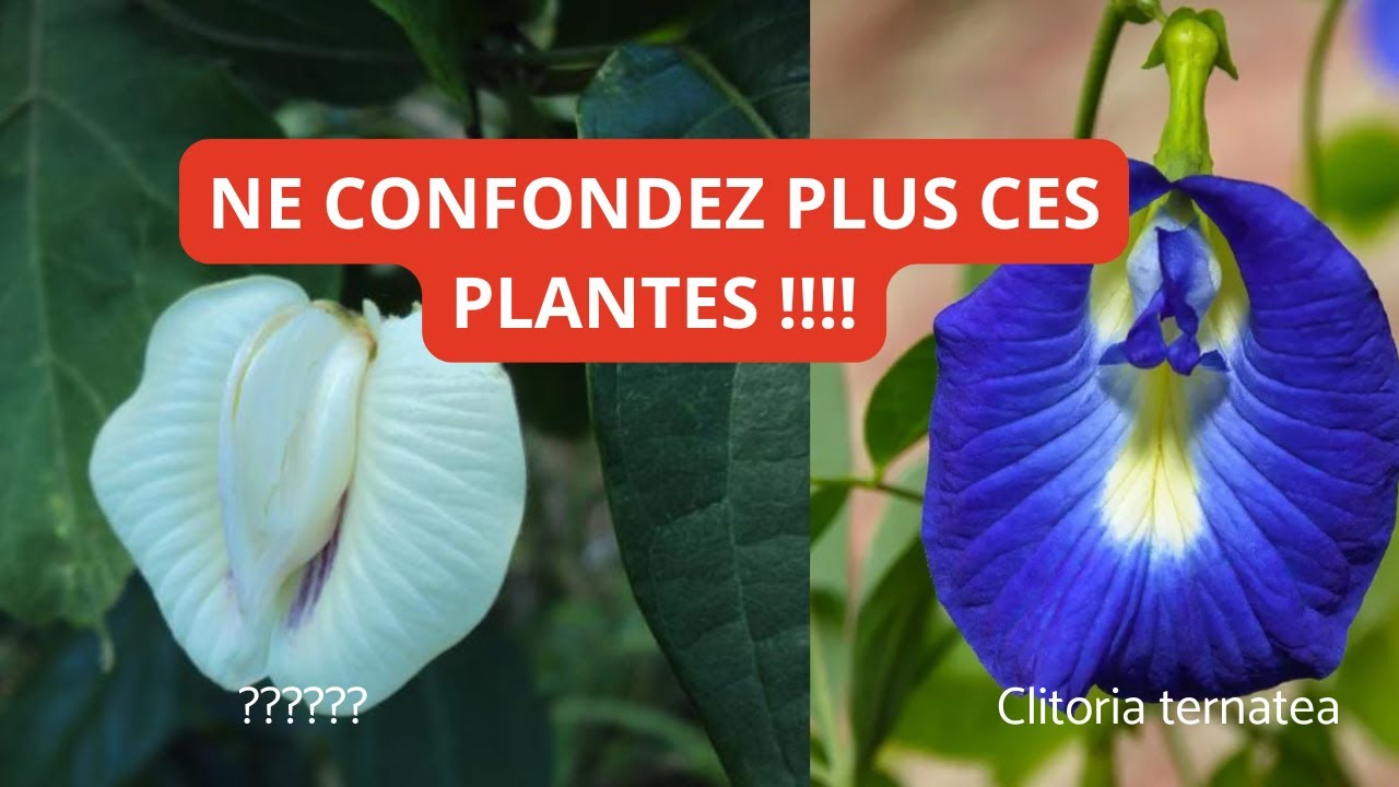 Centrosema pubescens : Cette plante à ne plus confondre avec la Clitoria !