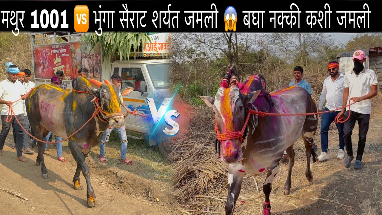 मथुर 1001 🆚 भुंगा सैराट शर्यत जमली 😱 बघा नक्की कशी जमली 