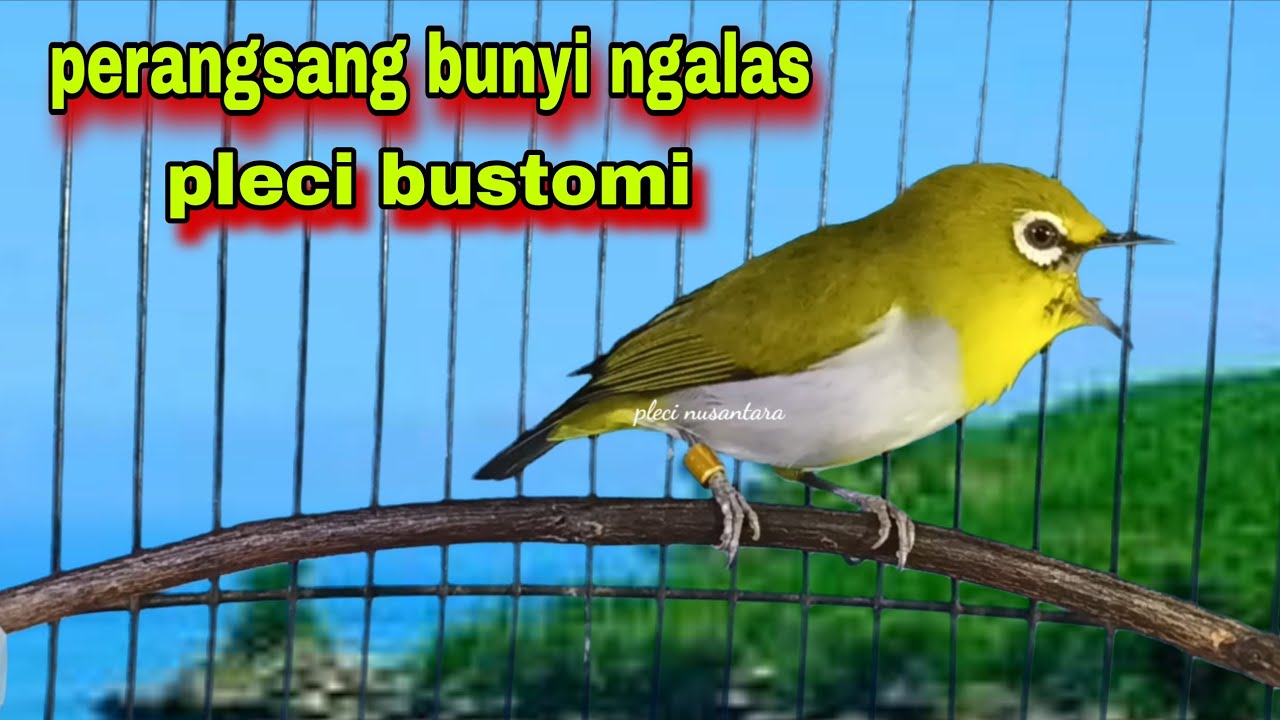 Suara Pleci Ngalas + Gacor Untuk Perangsang Bunyi Ngalas || Pleci Bustomi Gacor