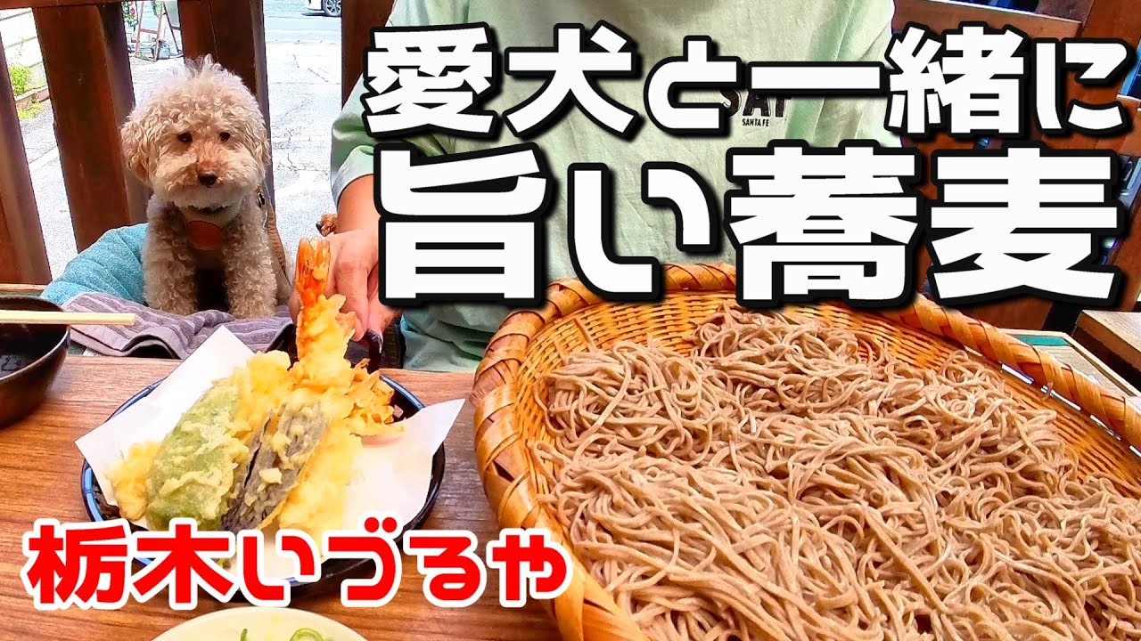 愛犬と楽しむ栃木市グルメ旅！名物そば「いづるや」と満願寺参拝｜わんこOK蕎麦屋｜INUVAN LIFESTYLE