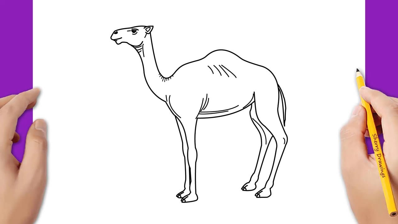 How to draw a camel