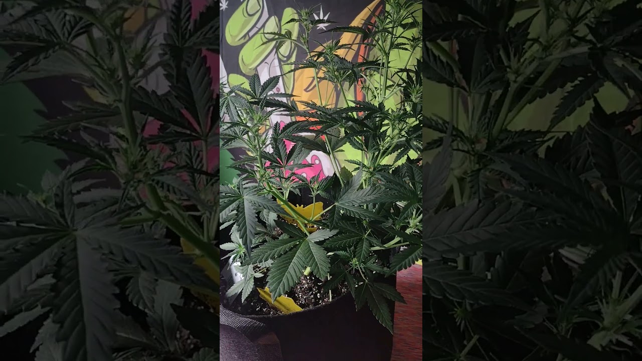 Super Lemon Haze from ETHOS 28 Days