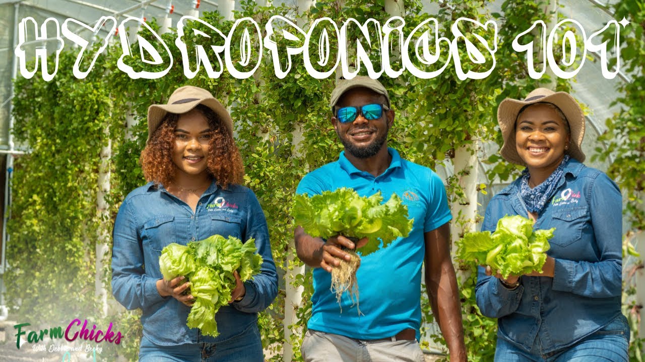 Hydroponics 101 Sustainable Farming at Bellas Farm
