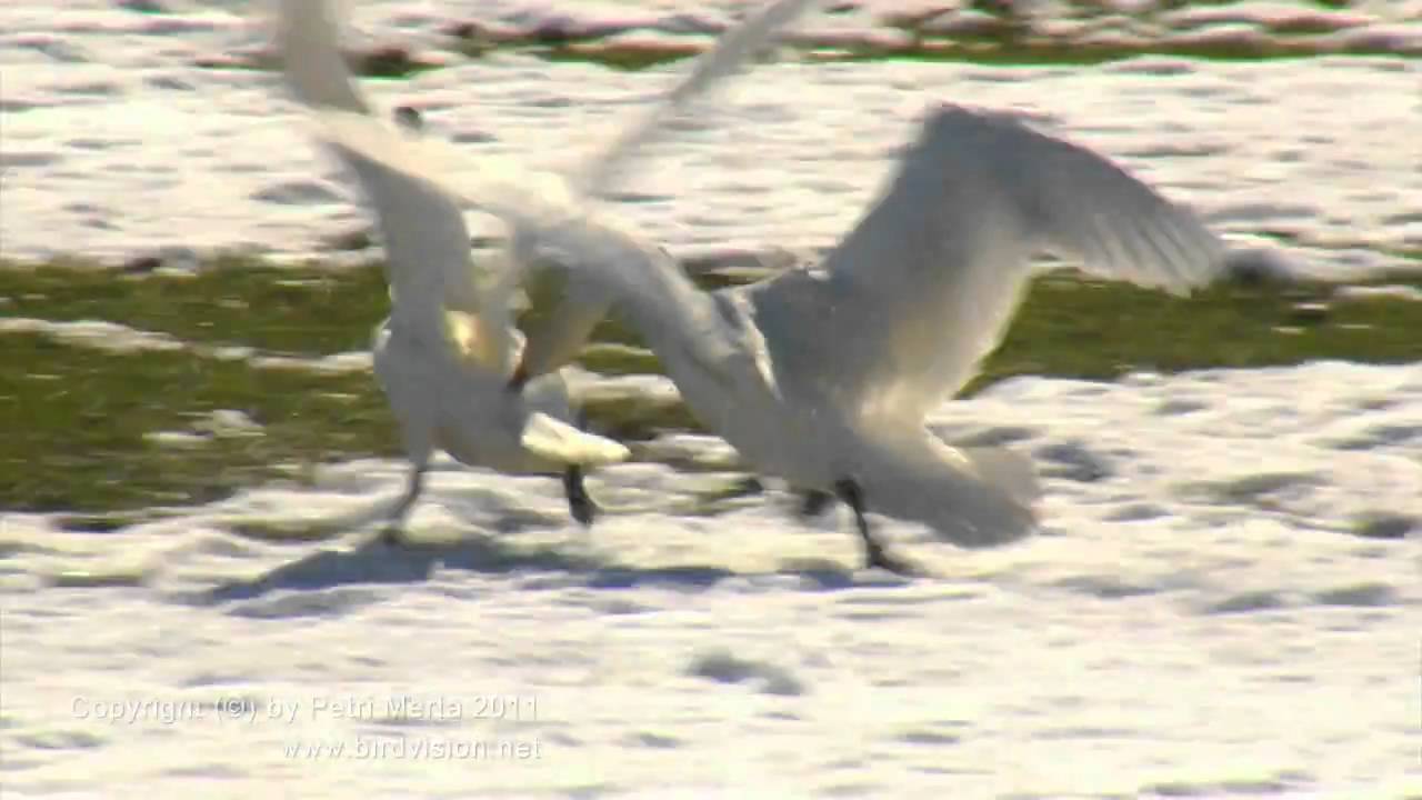 Hooper swan fight | Birdvision Monthly Video Highlight 4/2011 | www.birdvision.net