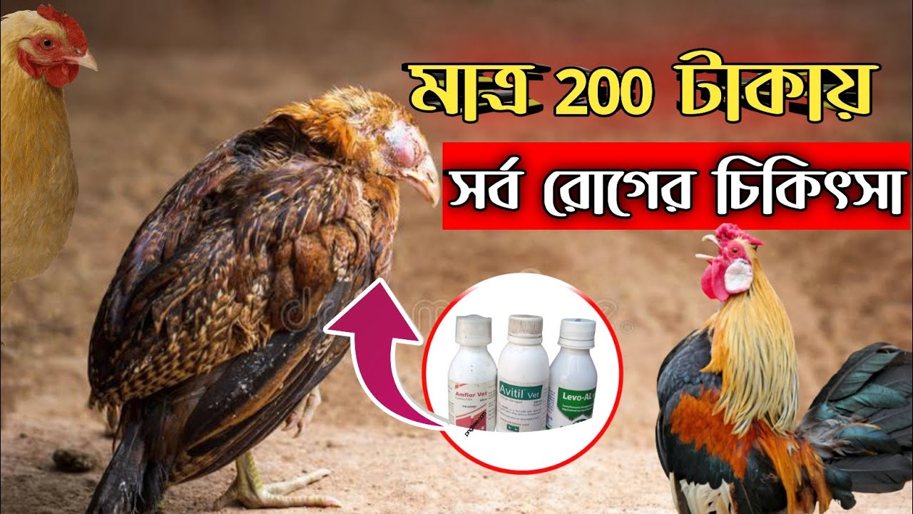 মাত্র ২০০ টাকায় দেশি মুরগির সর্ব রোগের চিকিৎসা #shakilfarming #দেশি_মুরগি_পালন