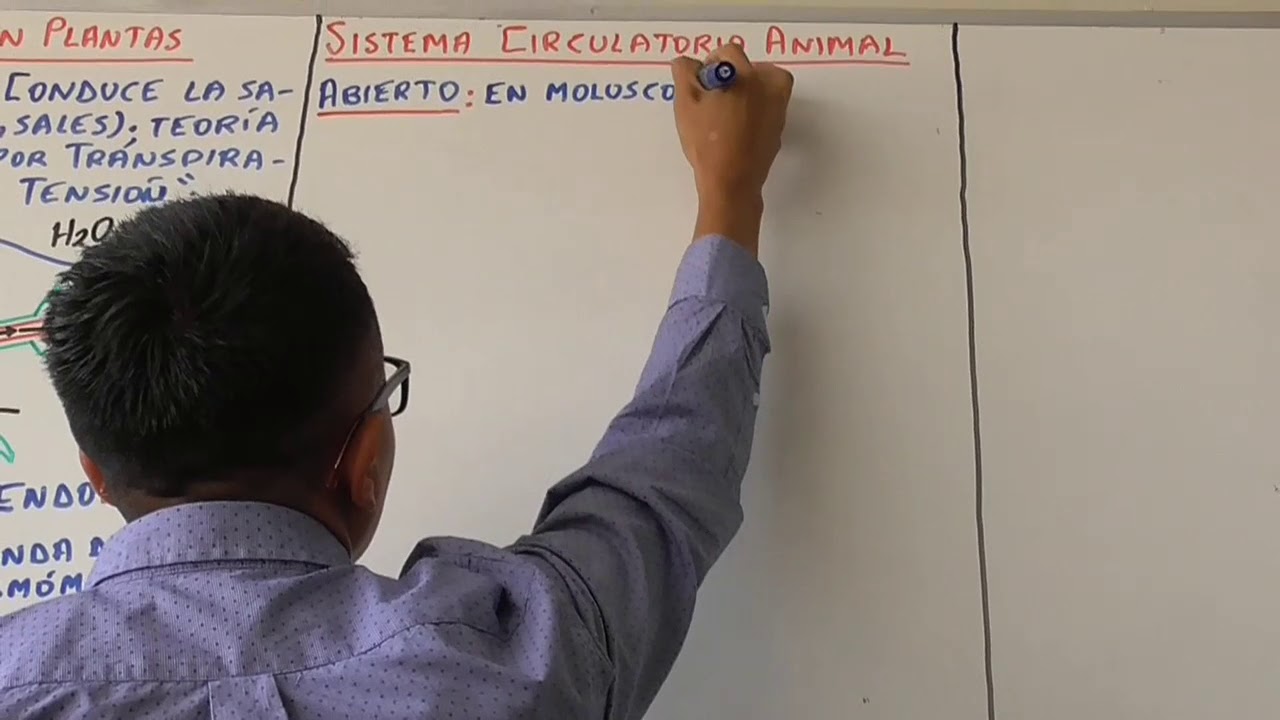 Biología 7 Sistema Circulatorio y Sistema Excretor - Pedro Pedrozo