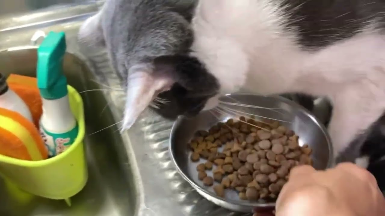島の猫達もいっちゃんも元気です