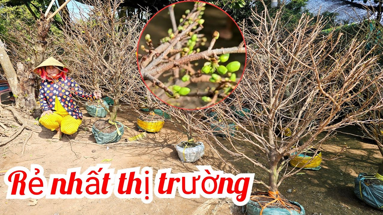 Em Tiền 📲 0385038527 rẻ nhất thị trường mai bông chơi Tết mai giảoThủ Đức 31/1 (Mai vàng Quê dừa)
