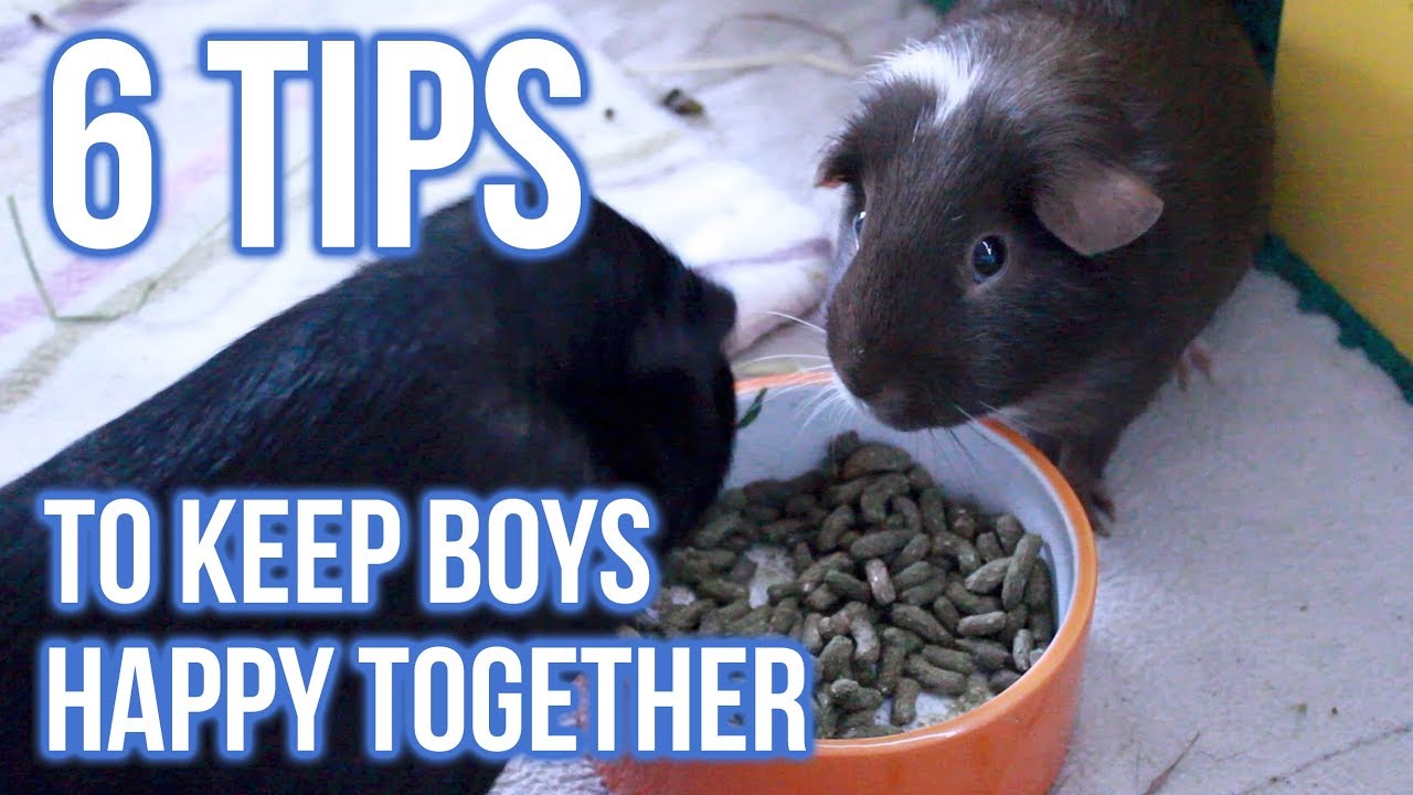 6 Tips to Keep Male Guinea Pigs Happily Living Together
