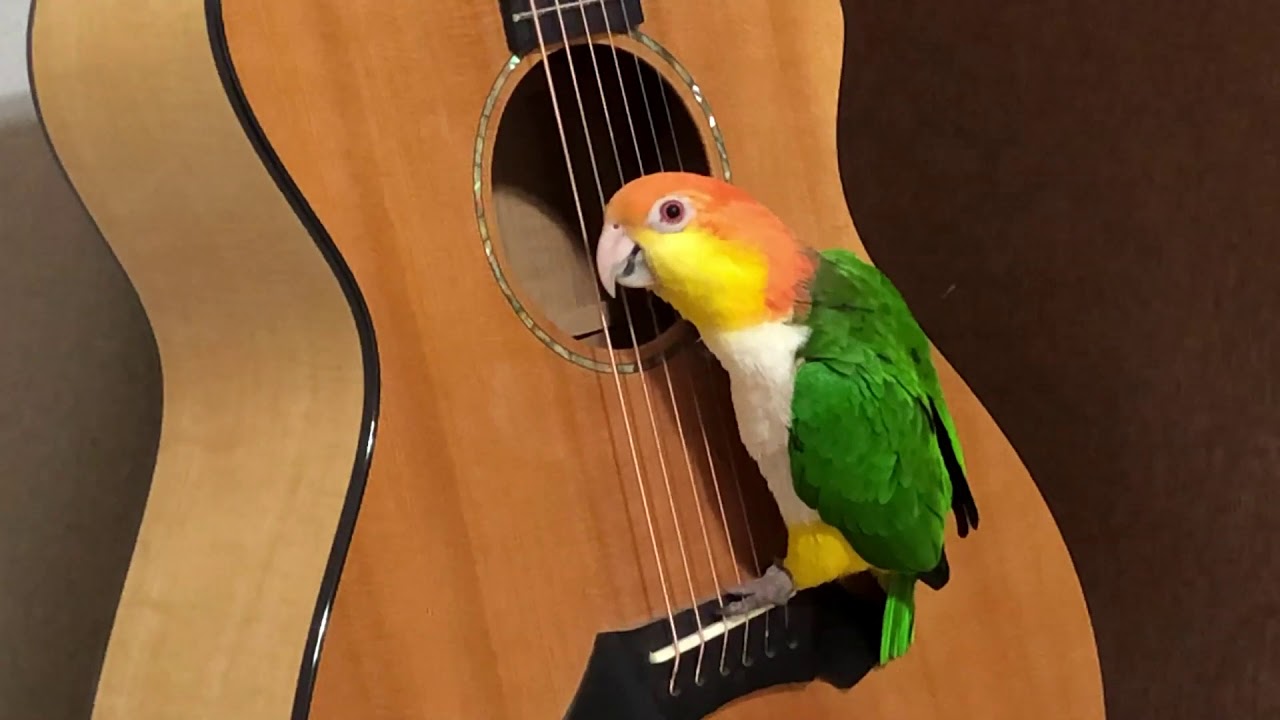 Caique parrot plays guitar