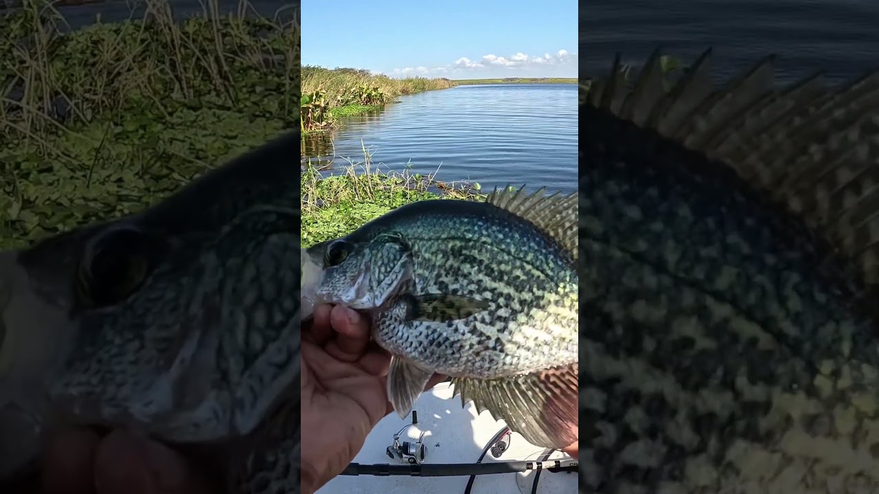 Lake Okeechobee crappie fishing