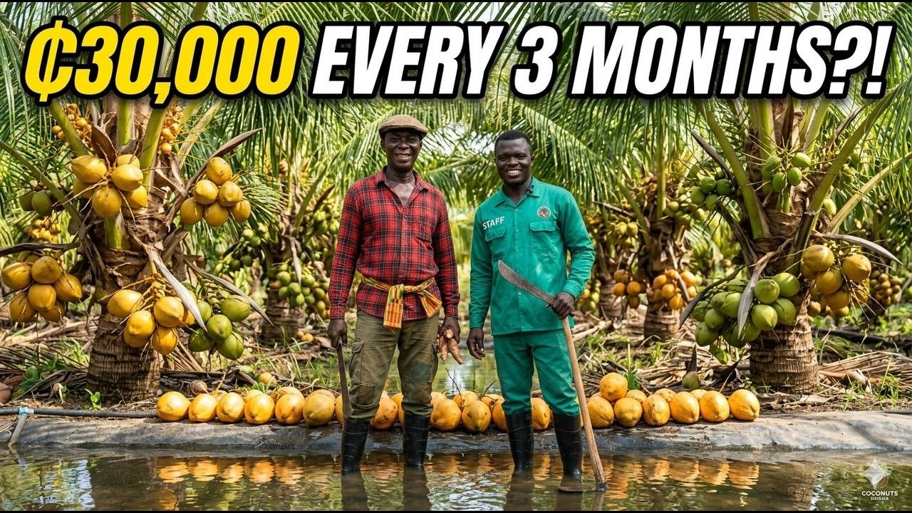 How Coconut Farmers Make ₵30,000 Every 3 Months Full Process