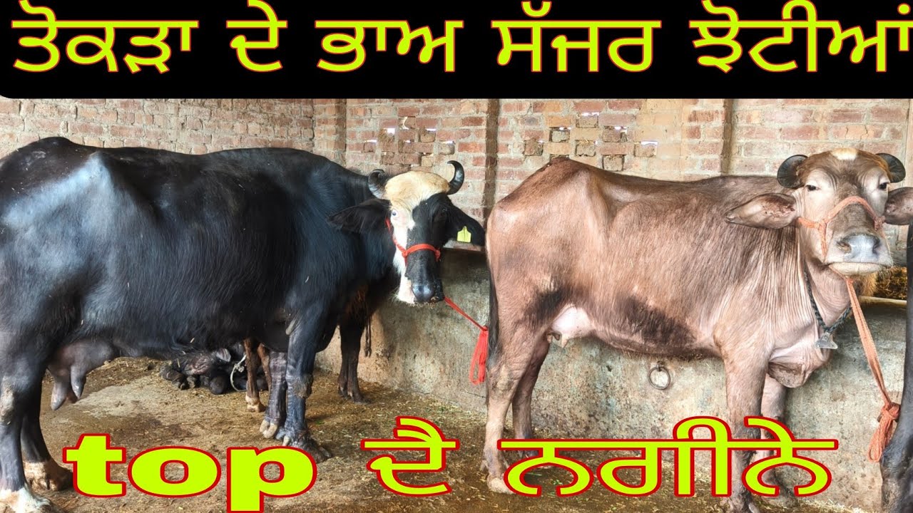 ਫੋਨ ਨੰਬਰ 99145=94925 ਬੂਰੀ ਨੀਲੀ ਰਾਵੀ ਦੀਆਂ ਸੱੱਜਰ ਸੂਈਆਂ ਝੋਟੀਆਂ ਬਿਲਕੁਲ ਮੁਫਤ ਆਲਾ ਰੇਟ #subscribemychannel 