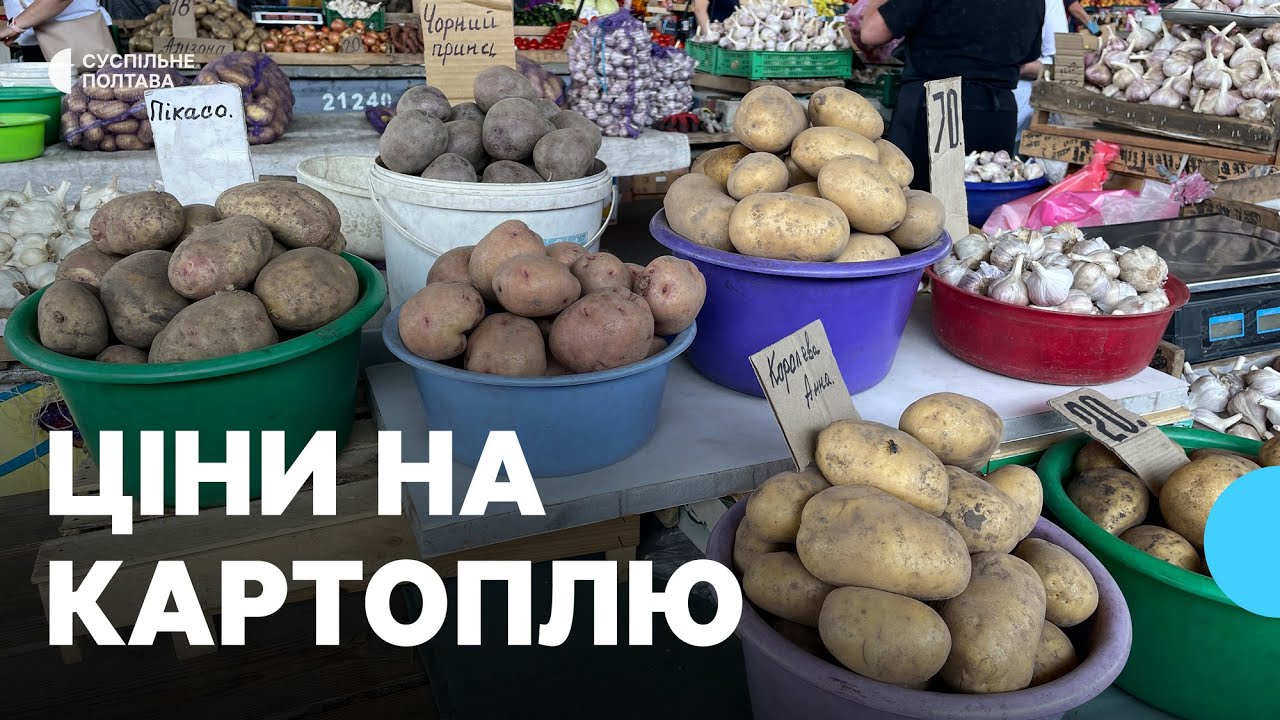 Новий урожай картоплі на Полтавщині: які ціни на ринках та в супермаркетах