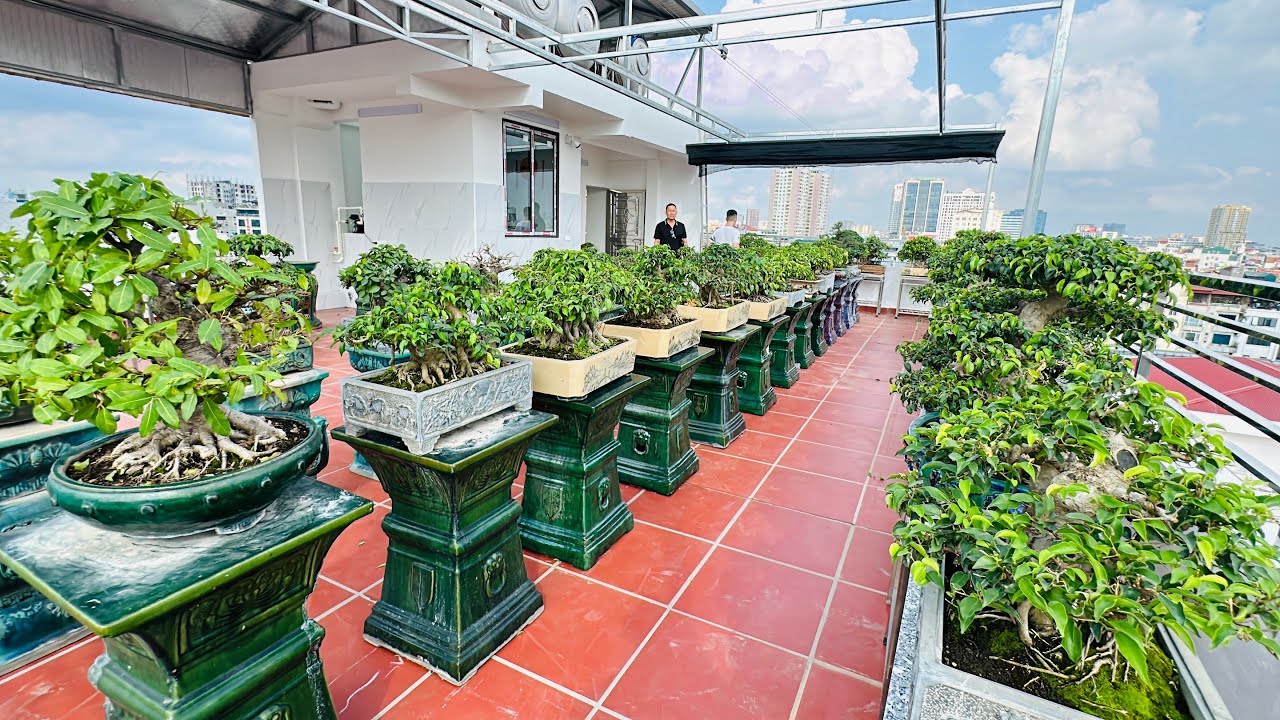 VƯỜN BONSAI ĐẸP NHẤT H&Agrave; NỘI - ĐỈNH N&Oacute;C KỊCH TRẦN TẦNG 10, VIEW BONSAI TRIỆU Đ&Ocirc;