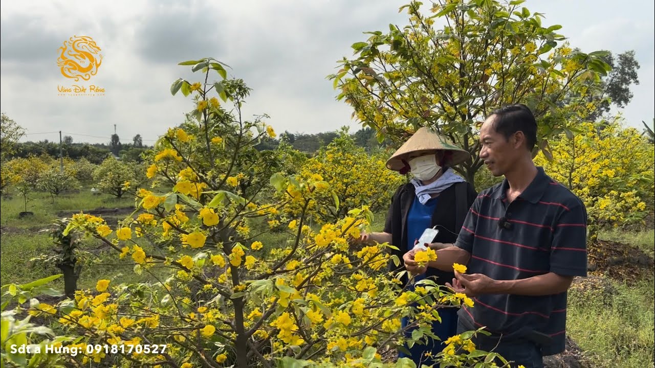 🐉Giảo Chùm Bình Lợi & Siêu Bông Bình Lợi đọ sắc trong vườn Mai Vàng Đột Biến|Vùng Đất Rồng 