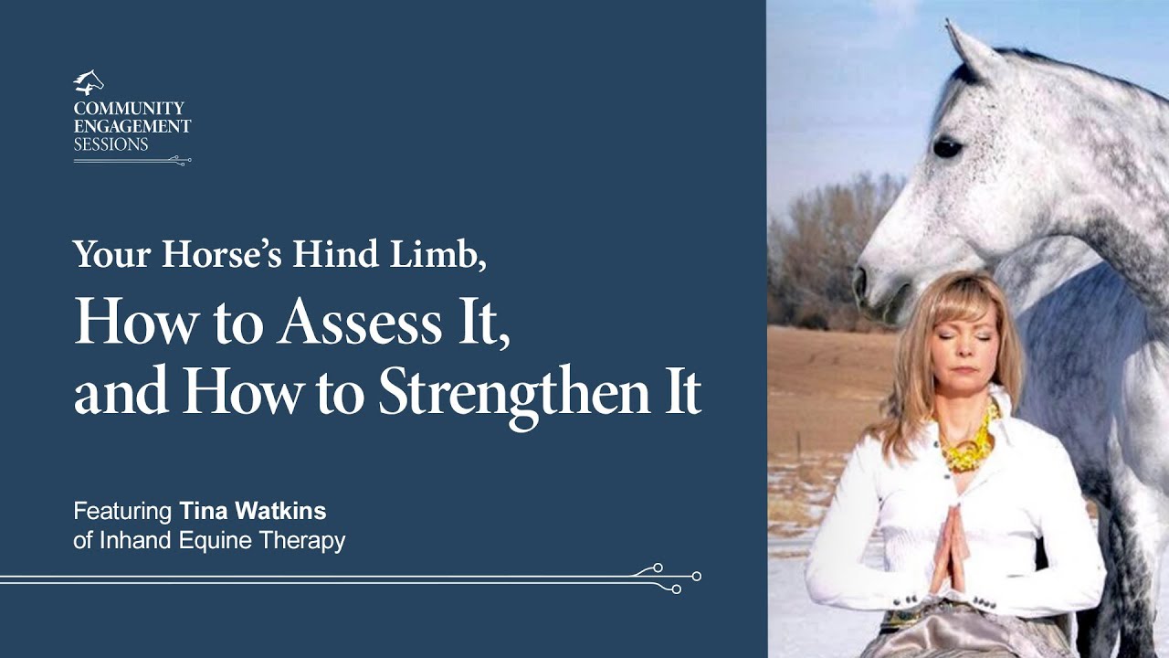 Your Horses Hind Limb, How to Assess It and How to Strengthen It